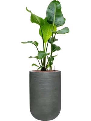 Hydroculture