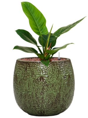 Hydroculture