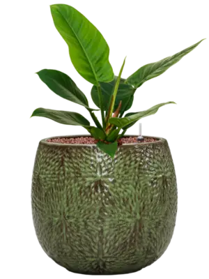Hydroculture