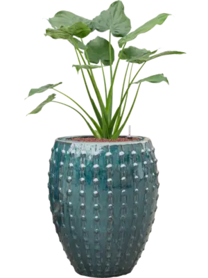 Hydroculture