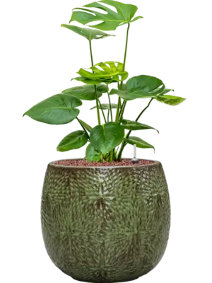 Hydroculture