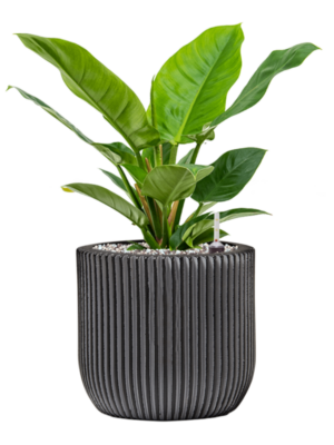 Soil (Vulkastrat)