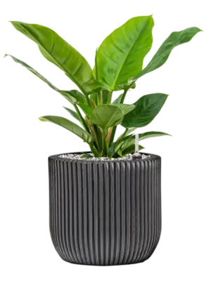 Soil (Vulkastrat)