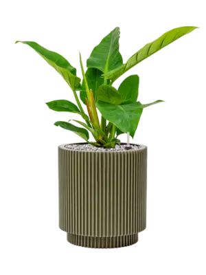 Soil (Vulkastrat)