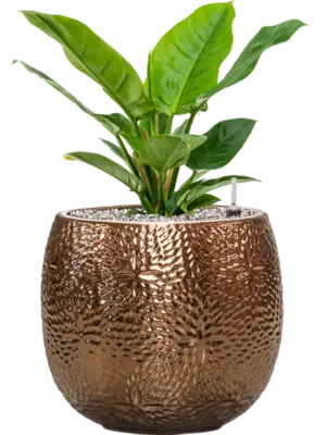 Soil (Vulkastrat)