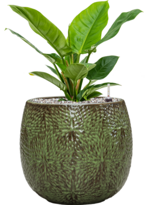 Soil (Vulkastrat)