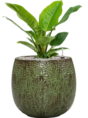 Soil (Vulkastrat)