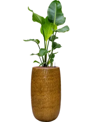 Hydroculture