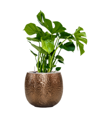 Soil (Vulkastrat)