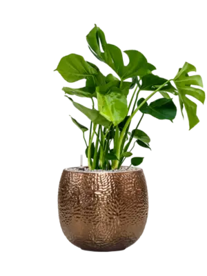 Soil (Vulkastrat)