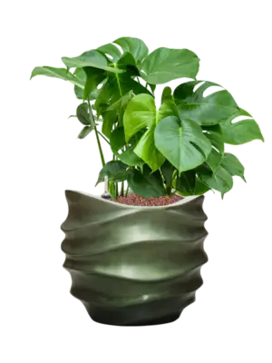 Hydroculture