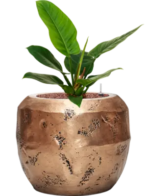 Hydroculture