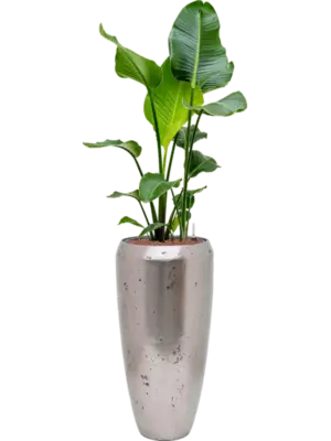 Hydroculture