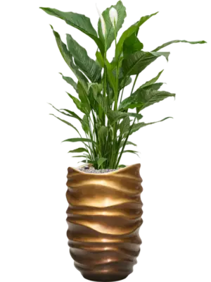 Soil (Vulkastrat)