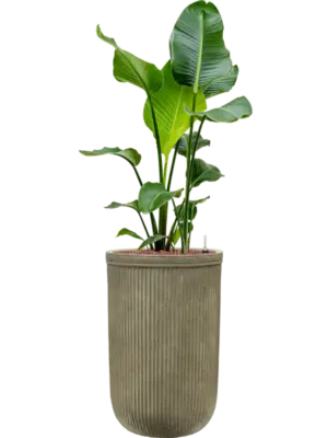 Hydroculture