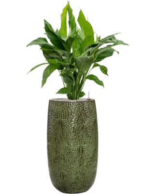 Soil (Vulkastrat)