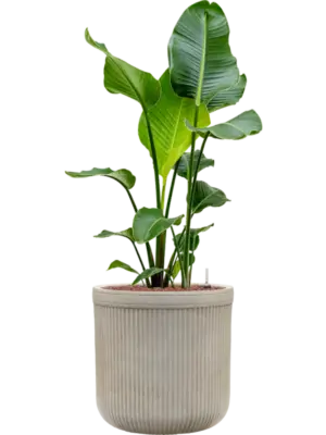 Hydroculture