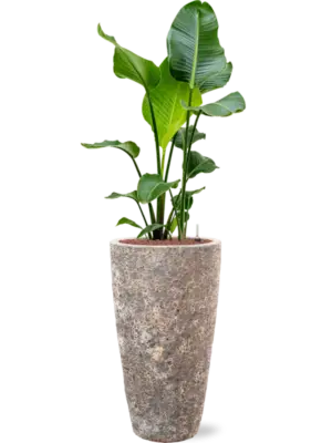 Hydroculture