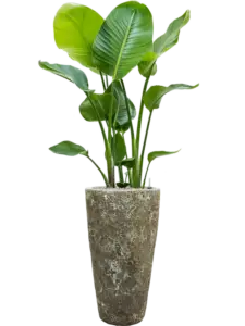 Strelitzia
