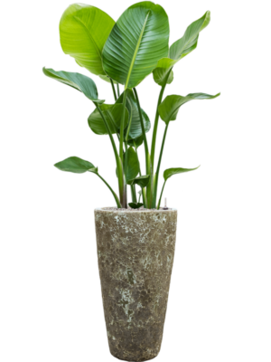 Soil (Vulkastrat)