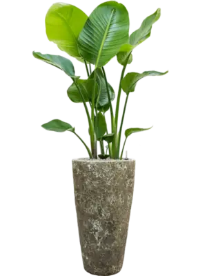 Soil (Vulkastrat)