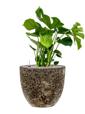 Soil (Vulkastrat)
