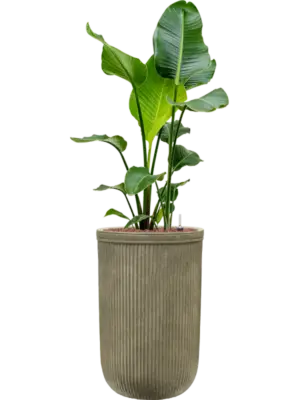 Hydroculture