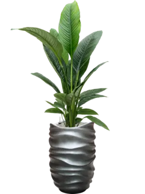 Soil (Vulkastrat)