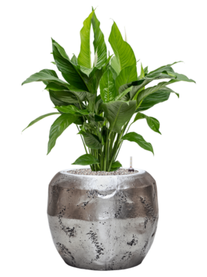 Soil (Vulkastrat)