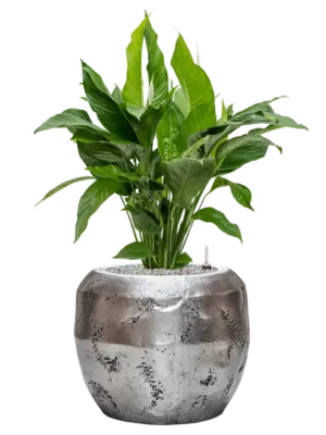 Soil (Vulkastrat)