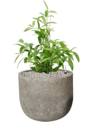 Soil (Vulkastrat)