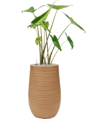 Soil (Vulkastrat)