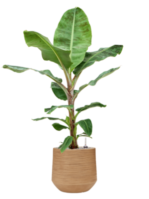 Soil (Vulkastrat)