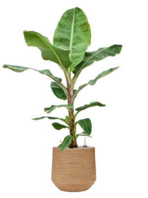 Soil (Vulkastrat)