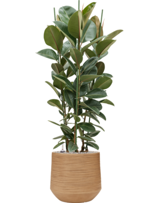 Soil (Vulkastrat)