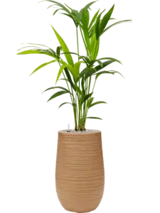 Kentia