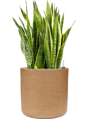 Soil (Vulkastrat)