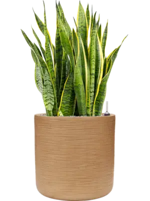 Soil (Vulkastrat)