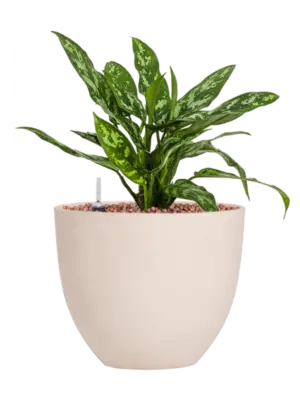 Hydroculture