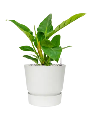 Soil (Vulkastrat)