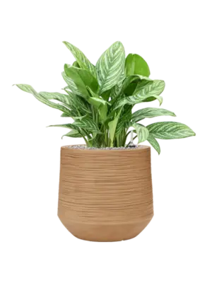 Soil (Vulkastrat)