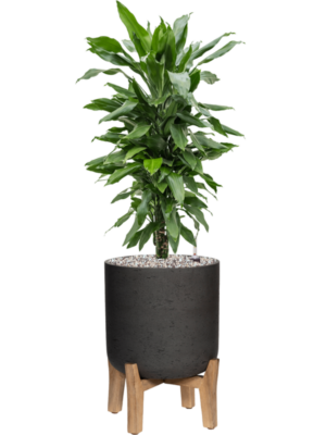Soil (Vulkastrat)