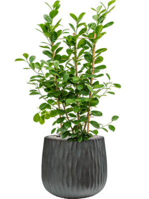 Soil (Vulkastrat)