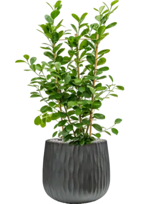 Soil (Vulkastrat)