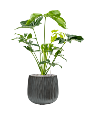 Soil (Vulkastrat)