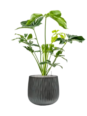Soil (Vulkastrat)