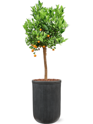 Soil outdoor with Bark