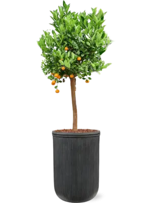 Soil outdoor with Bark