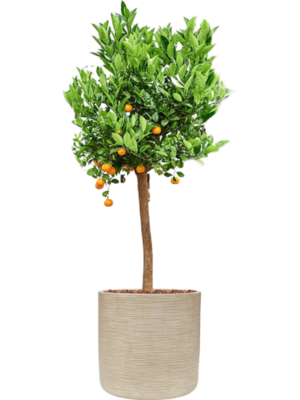 Soil outdoor with Bark