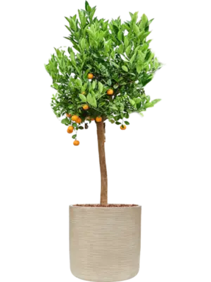 Soil outdoor with Bark